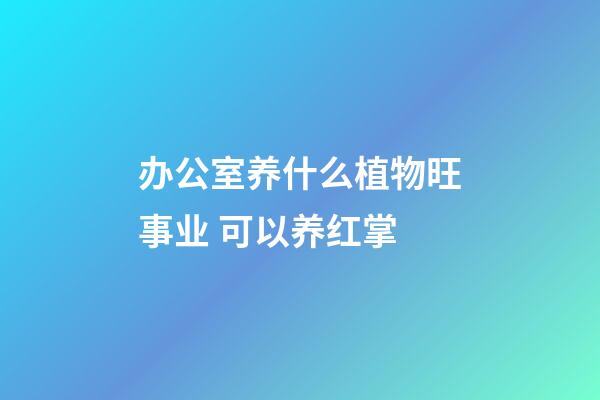 办公室养什么植物旺事业 可以养红掌
